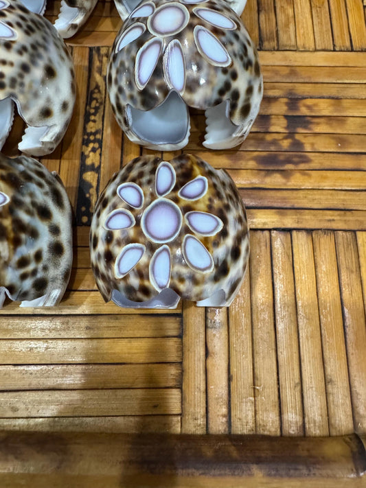 Shell Napkin Rings Cowie Shells Vintage Coastal Chic Set of 12