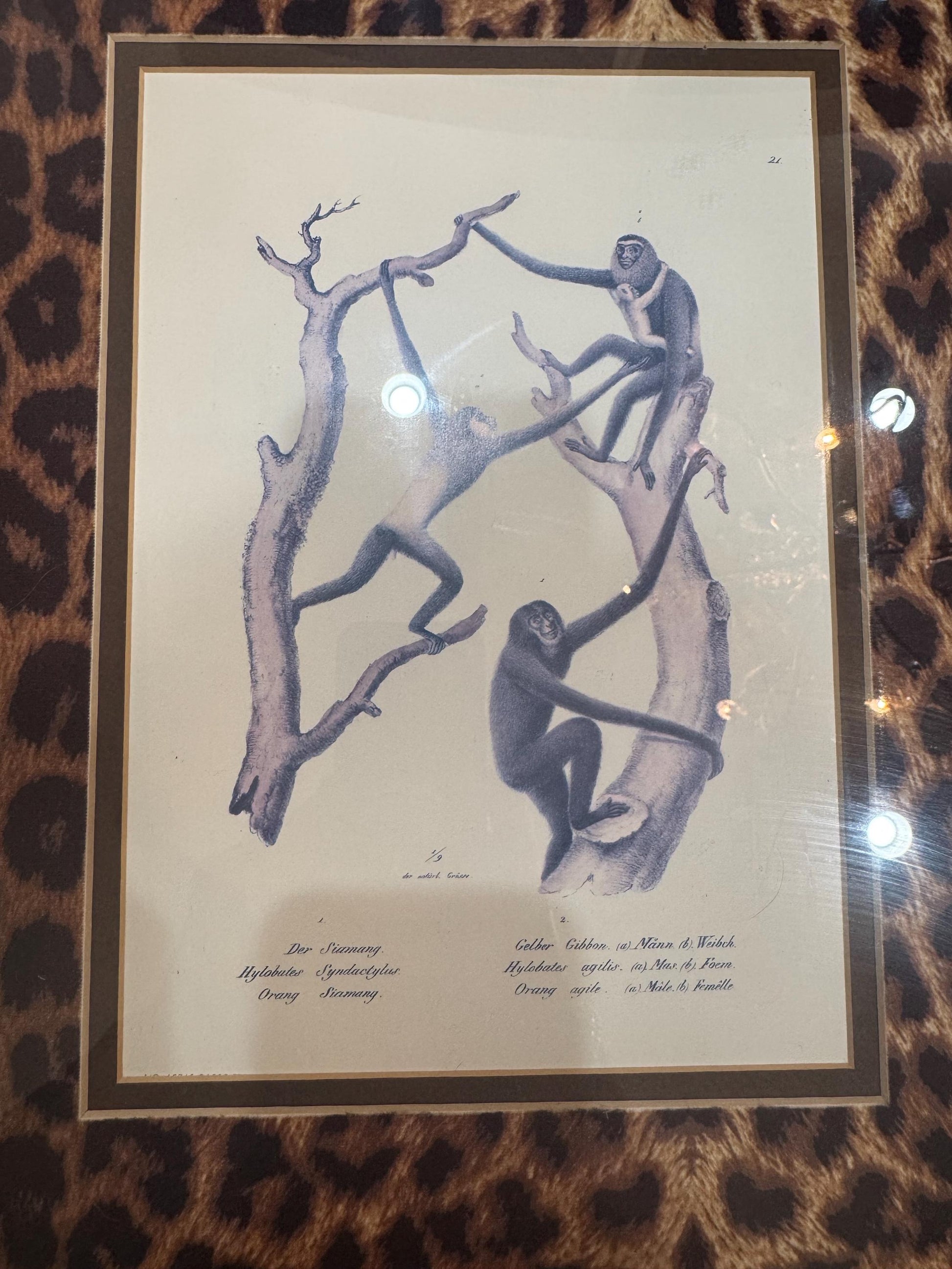 Framed Monkey Prints Vinatge Animal prints witj gold bamboo frames and leopard mats set of 2 monkey prints