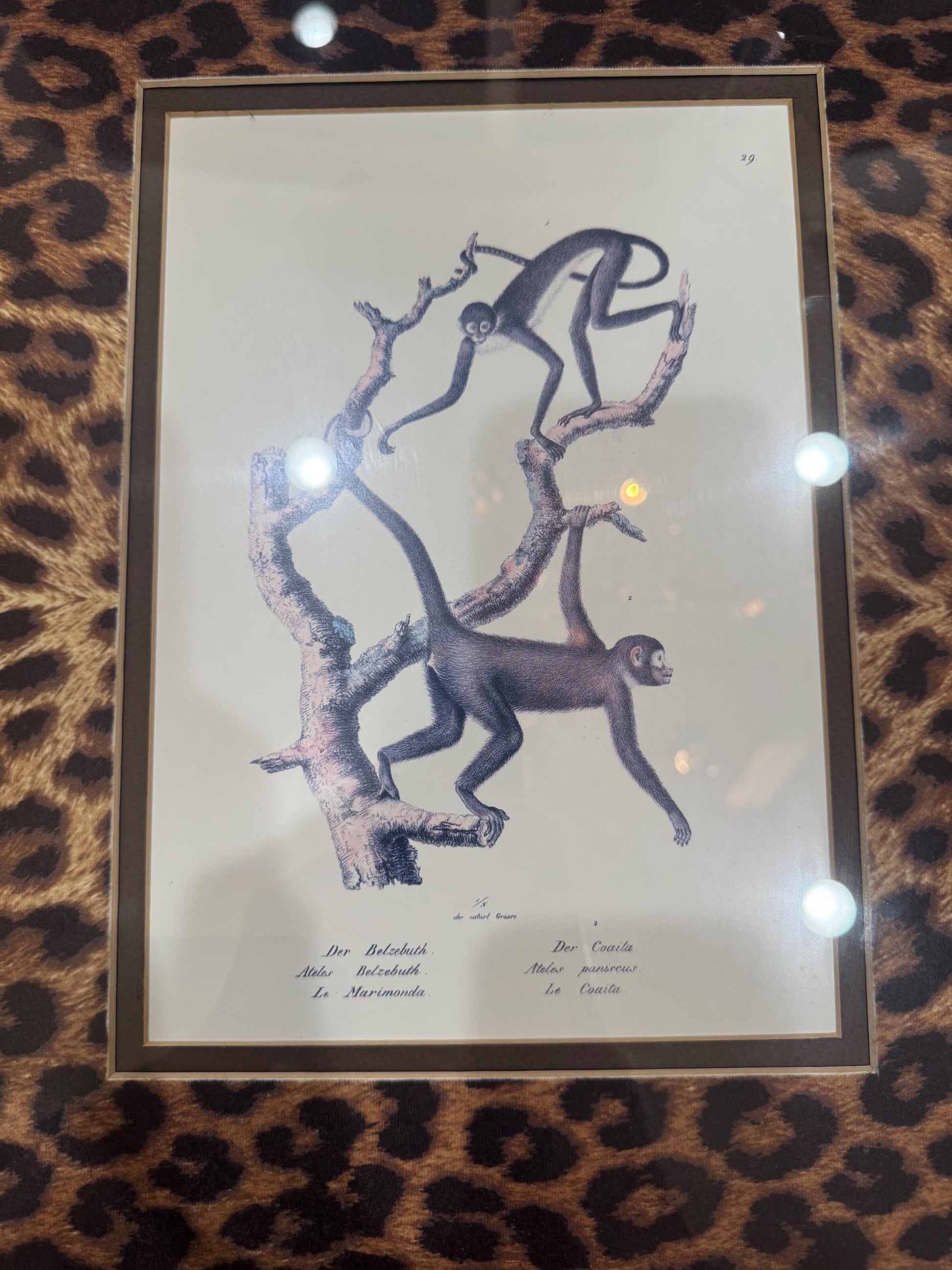 Framed Monkey Prints Vinatge Animal prints witj gold bamboo frames and leopard mats set of 2 monkey prints