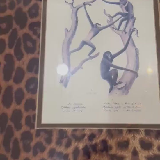 Framed Monkey Prints Vinatge Animal prints witj gold bamboo frames and leopard mats set of 2 monkey prints
