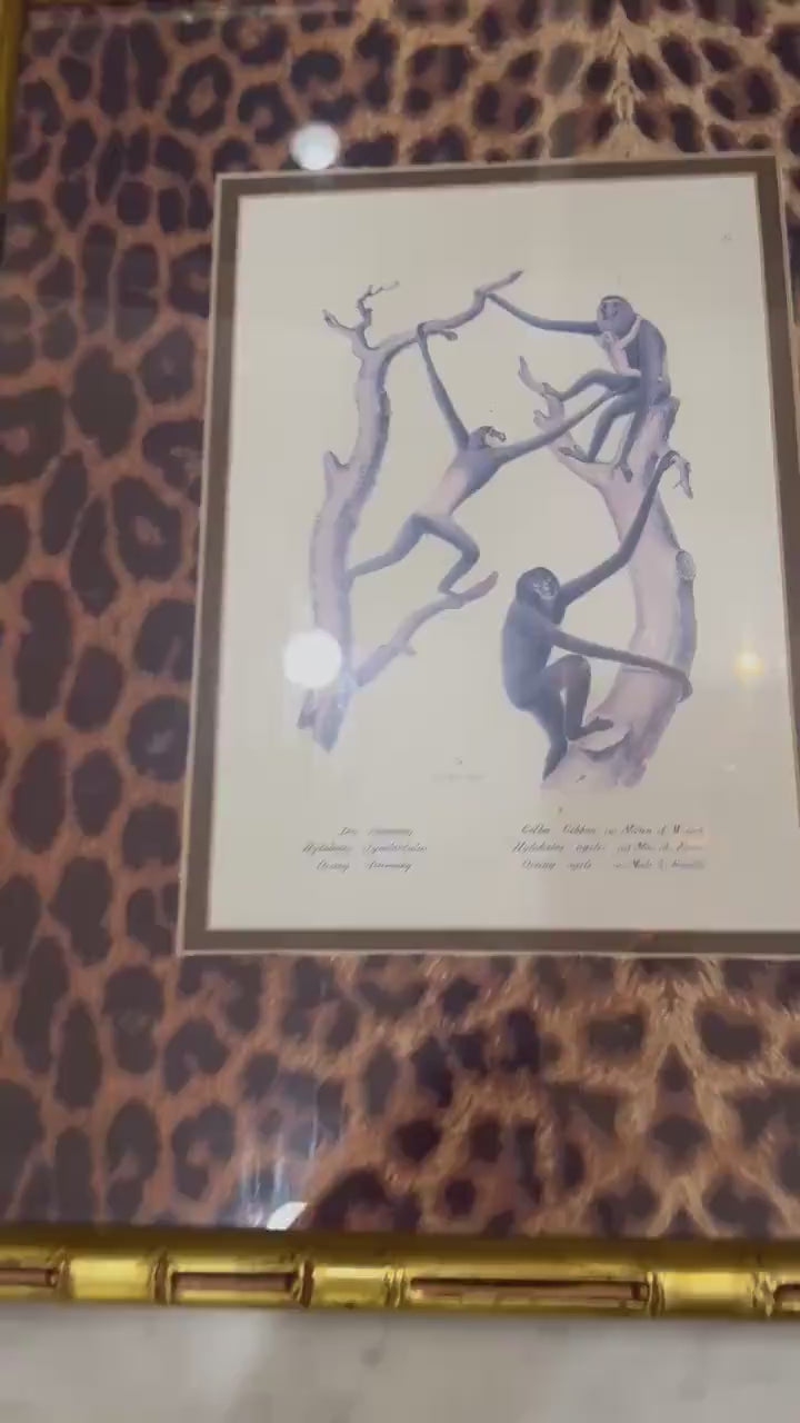 Framed Monkey Prints Vinatge Animal prints witj gold bamboo frames and leopard mats set of 2 monkey prints